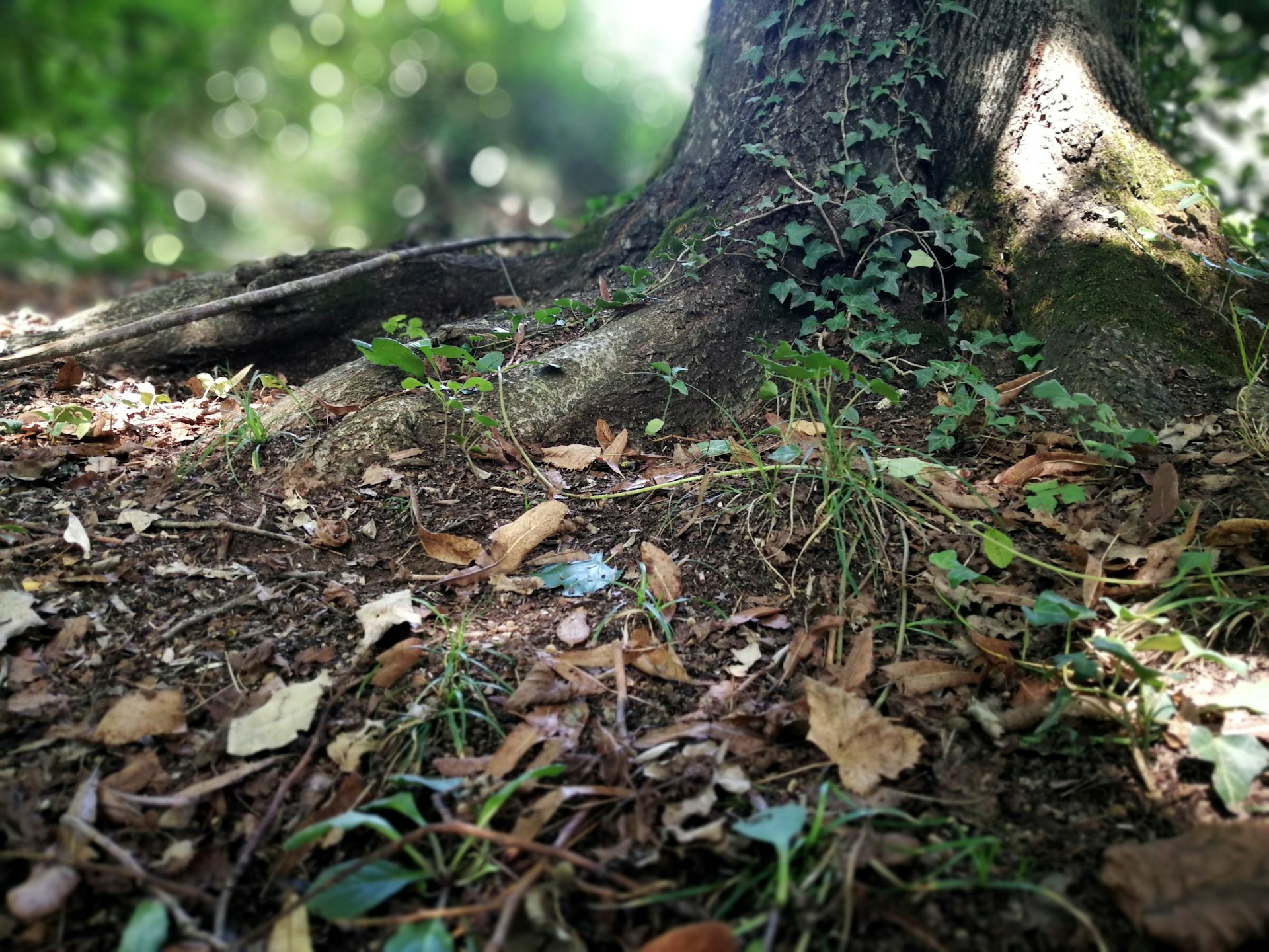 Tree trunk surrounded with dried leaves