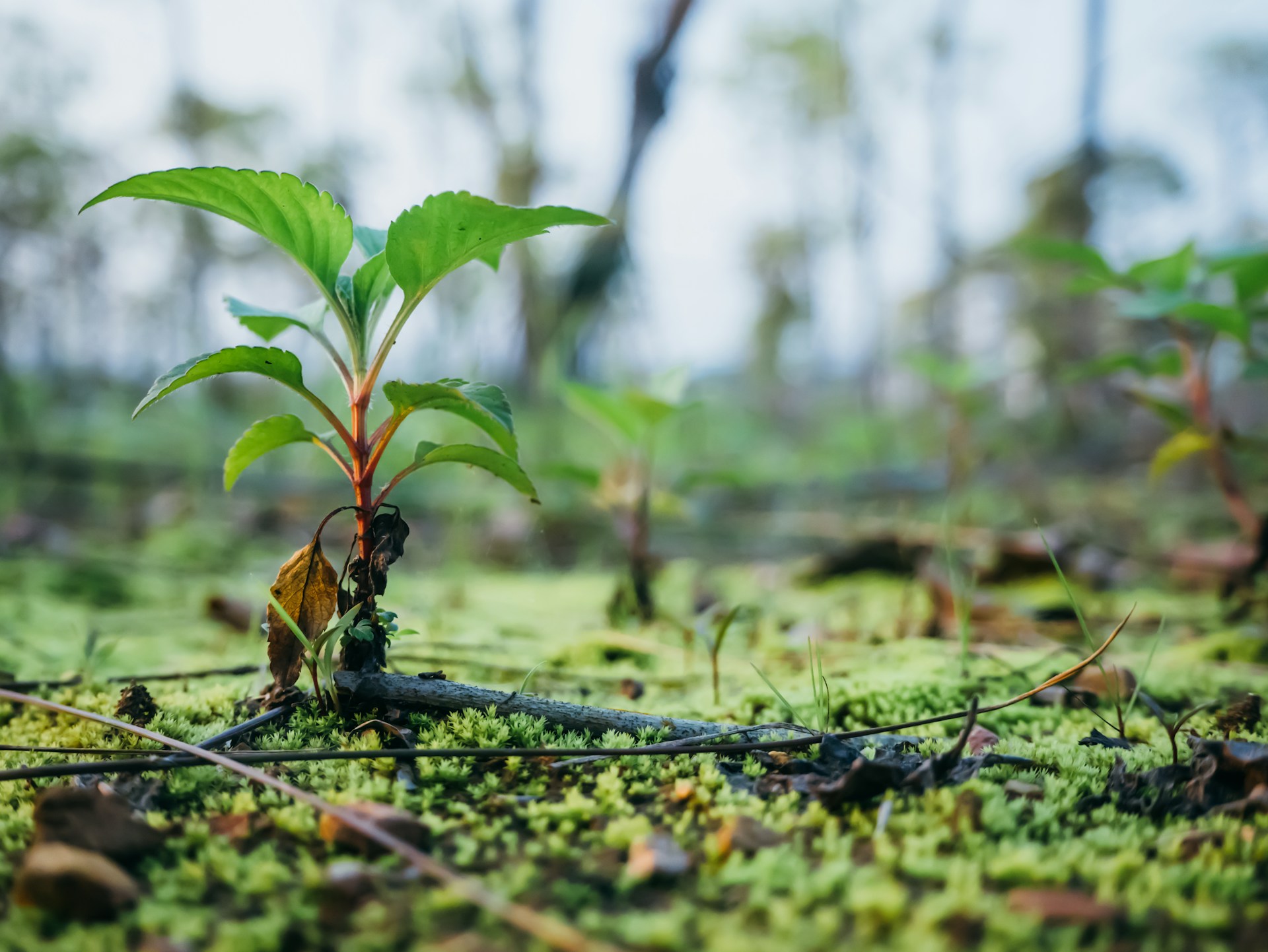 Close-up of a tree sapling