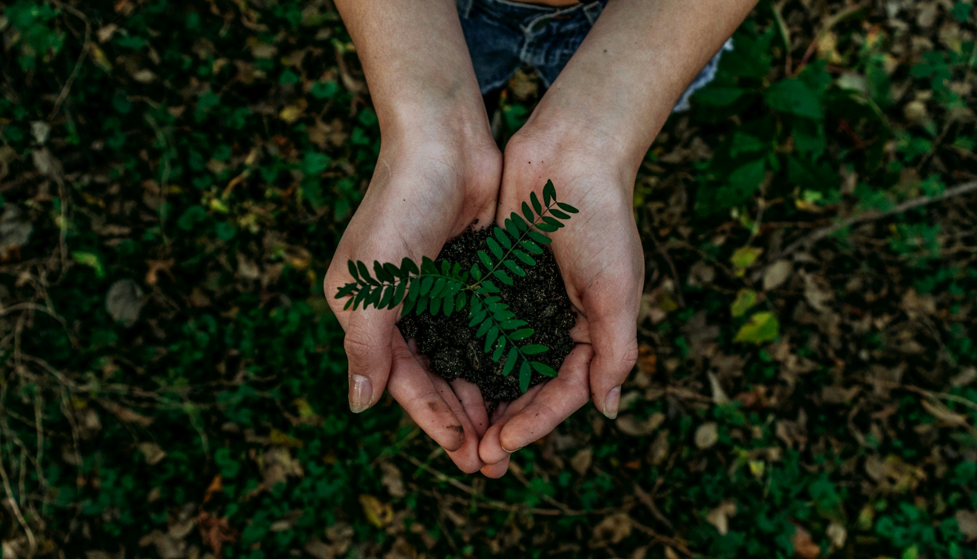 Hands holding green plant sapling